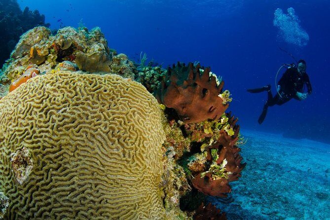 2 dives in Cozumel (for certified divers only) - Cozumel National Marine Park Setup: What Makes This Experience Work