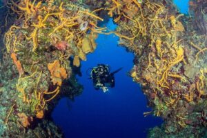 2 dives in Cozumel (for certified divers only) - Price Breakdown: When $110 Becomes a Real Budget