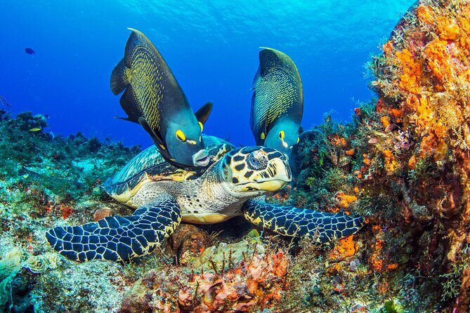 2 dives in Cozumel (for certified divers only) - Certified-Only Rules, Health Questionnaire, and the 12-Month Check