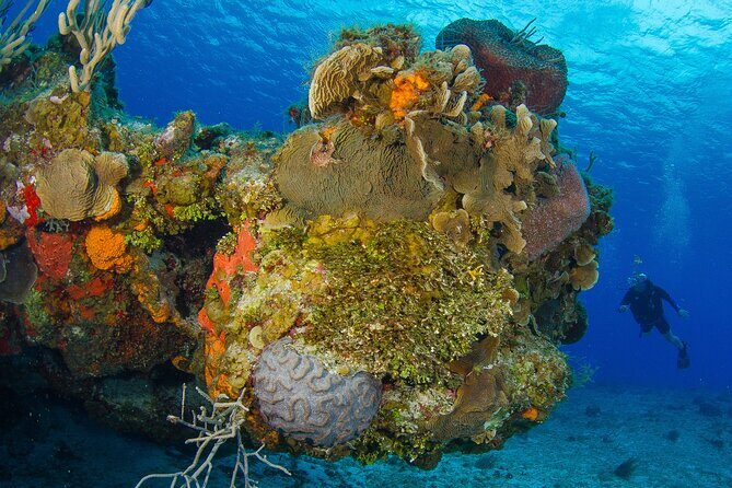 2 dives in Cozumel (for certified divers only) - Meeting at the Occidental Area and Getting Out on the Water