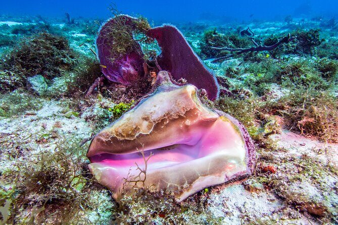 2 dives in Cozumel (for certified divers only) - Tank Session 2: More Time, Possible Wall-Style Sites, and Current Management