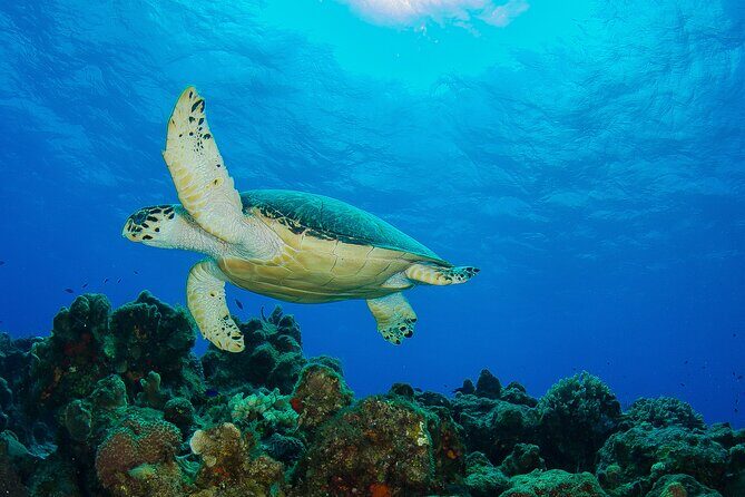 2 dives in Cozumel (for certified divers only) - Gear, Weights, and the One Check That Can Save Your Day