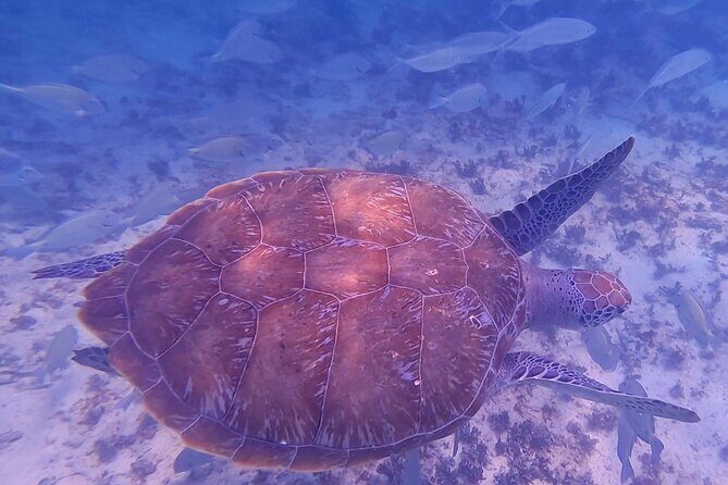 2-Hour Snorkeling in Two Spots of Tulum's Reef - Stop one: open-water snorkeling where turtles show up curious