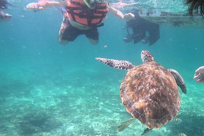 2-Hour Snorkeling in Two Spots of Tulum's Reef - Route by the Archaeological Zone: photos with El Castillo energy