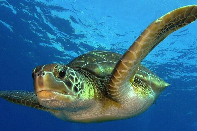2 Tank Dive (for certified divers) - The instructors: where your comfort actually comes from