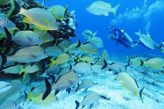2 Tank Dive (for certified divers) - What’s included, what costs extra, and why the price makes sense
