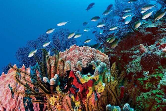 2 Tank Dive (for certified divers) - Getting to Doctor Costa Maya: the meeting point and taxi sanity
