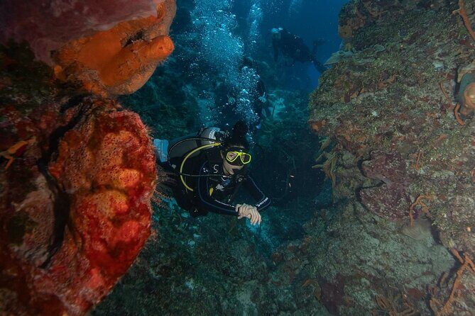 2 Tank Morning Dive: Scuba Diving in Cozumel - First Reef Session: Santa Rosa-Type Reefs and Drift Comfort