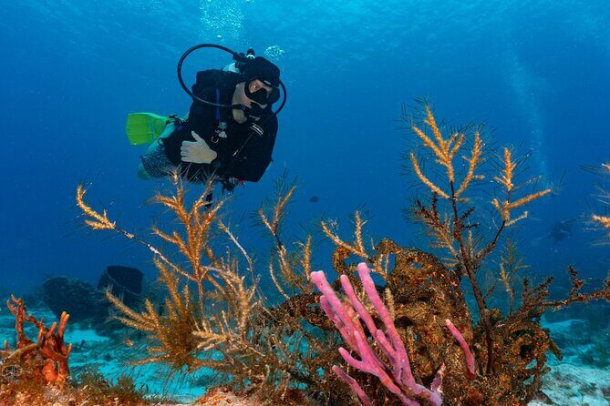 2 Tank Morning Dive: Scuba Diving in Cozumel - The Guides and Gear Setup: Safety Without the Attitude