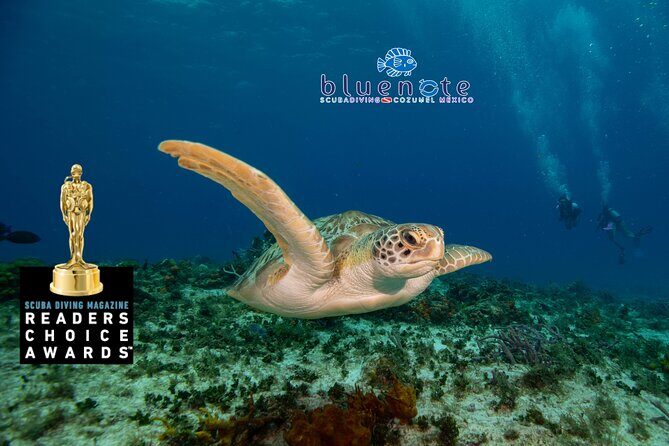 2 Tank Morning Dive: Scuba Diving in Cozumel - Getting to Marina Fonatur and the 9:00 AM Start