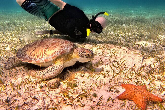 4 Hour Cozumel Turtle Sanctuary Experience on a Luxury Catamarán - Why this Cozumel catamaran route is built around sea life
