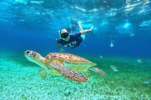 4 Hour Cozumel Turtle Sanctuary Experience on a Luxury Catamarán - Price and value: what you’re really paying for at $77.50