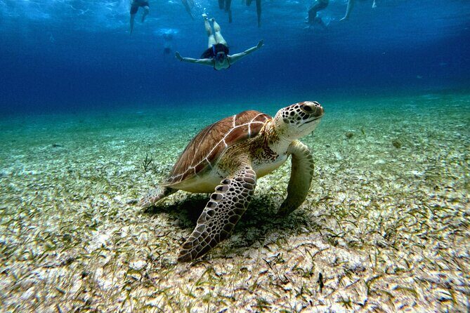 4 Hour Cozumel Turtle Sanctuary Experience on a Luxury Catamarán - Meeting point and timing: the fastest way to avoid stress