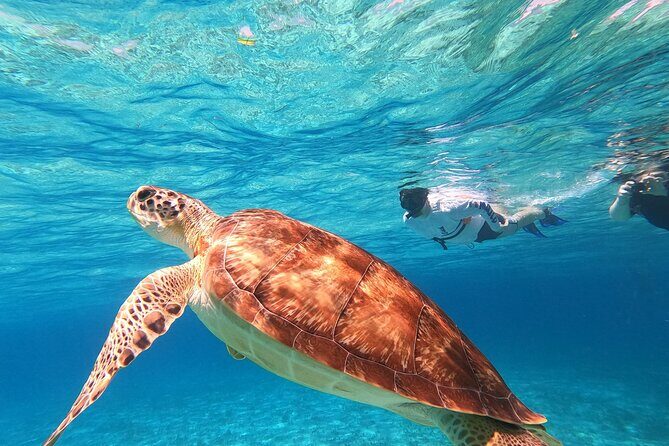 4 Hour Cozumel Turtle Sanctuary Experience on a Luxury Catamarán - Boarding day reality: group size, guides, and the deck bathroom