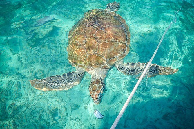 4H Lux 40' Catamaran All-Inclusive in Tulum and Playa del Carmen. - Onboard lunch, open bar, and ceviche from fresh catch