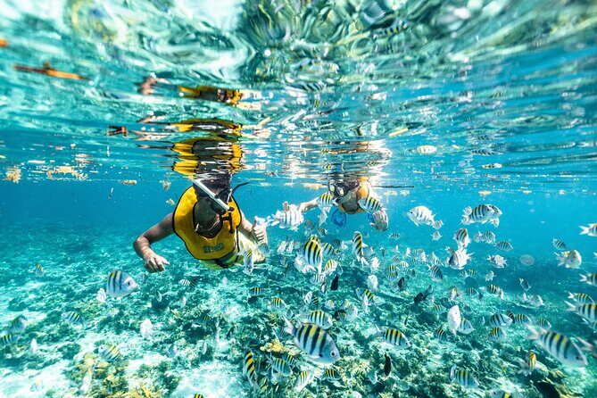 5-in-1 Cancun Snorkeling: Turtles, Reef, Musa, Shipwreck, Cenote - Getting Started: Total Snorkel Confidence Before You Head Out