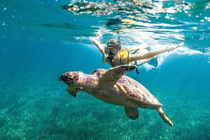 5-in-1 Cancun Snorkeling: Turtles, Reef, Musa, Shipwreck, Cenote - Sea Turtles, Possible Rays, and the Shipwreck