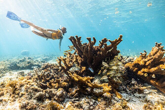 5-in-1 Cancun Snorkeling: Turtles, Reef, Musa, Shipwreck, Cenote - Motion Sickness, Nervous Swimmers, and Other Real-World Comfort Tips