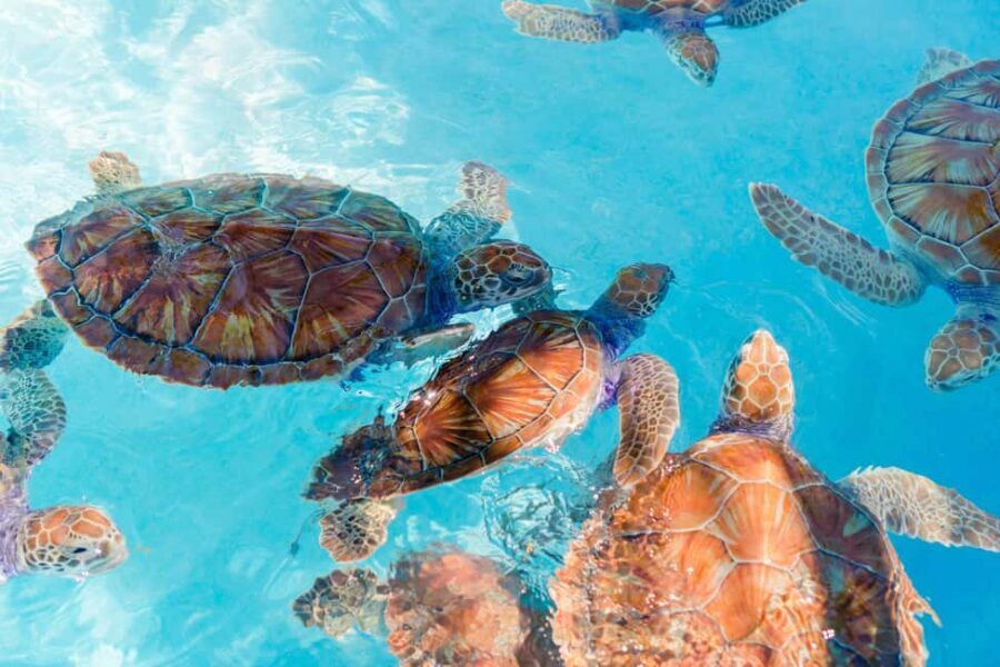 Akumal: Snorkel with Marine Fauna and an Expert Guide - Key things I’d watch for before you go