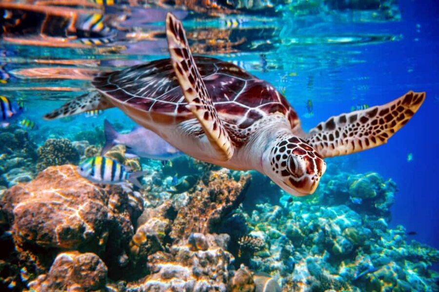 Akumal: Snorkel with Marine Fauna and an Expert Guide - Park facilities: why lockers and showers are a bigger deal than you think