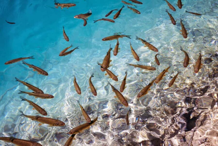 Akumal: Snorkel with Marine Fauna and an Expert Guide - Sea turtle etiquette: the respectful way to get close