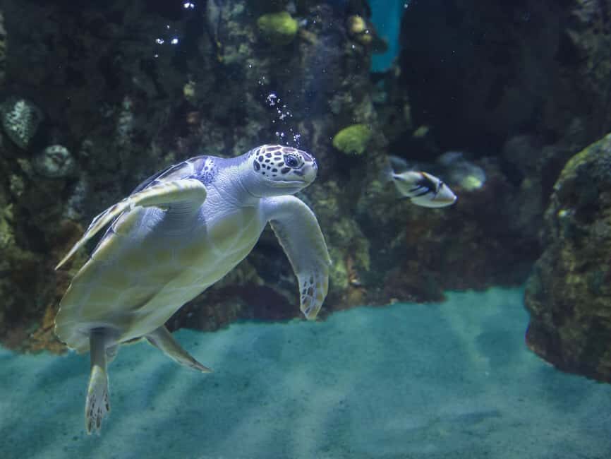 Akumal: Snorkel with Marine Fauna and an Expert Guide - Gear and comfort: what’s provided and what you should plan for