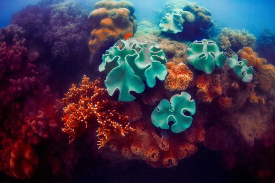 Akumal: Snorkel with Marine Fauna and an Expert Guide - Price and value: is $45 fair for 1.5 hours in a protected park?