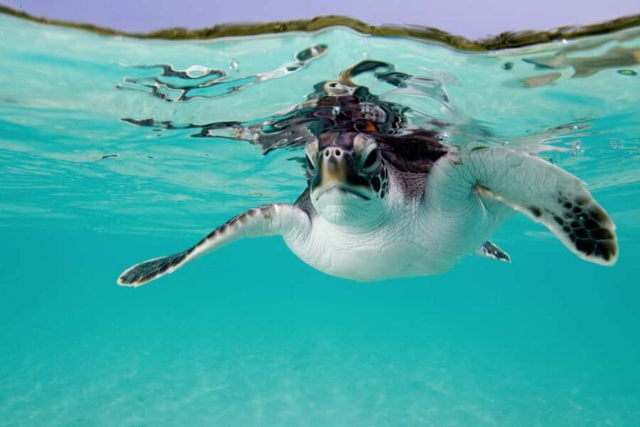Akumal: Snorkel with Marine Fauna and an Expert Guide - Who this tour fits well (and who should skip it)