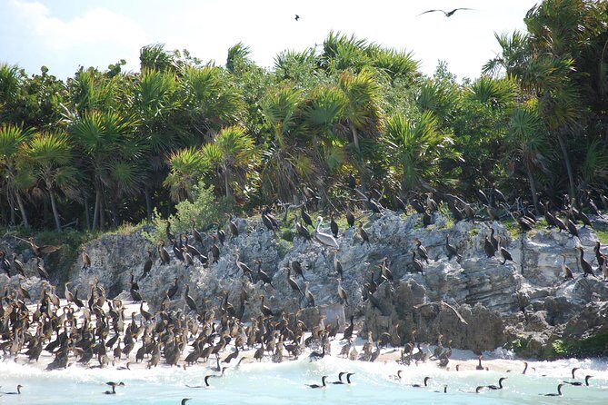 Beach Escape: Isla Contoy and Isla Mujeres with Snorkeling. - Isla Contoy National Park: bird sanctuary time that feels worth it
