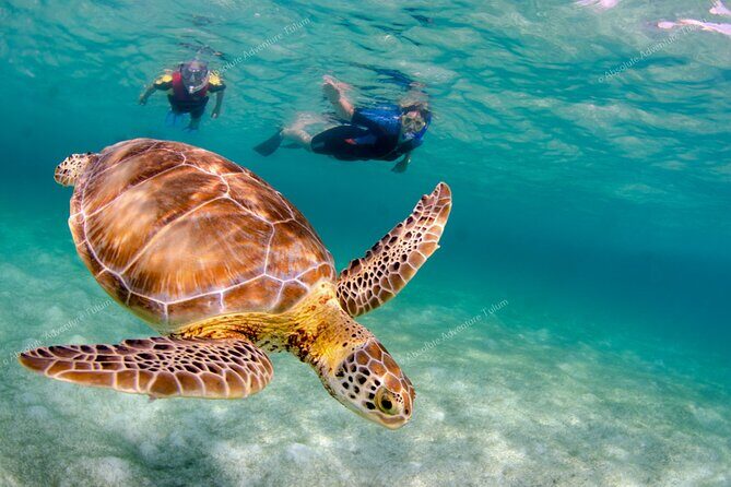 Bestseller! Tulum Private Tour with Turtles and Cenote Snorkeling - Akumal turtles from the shore in a calm bay