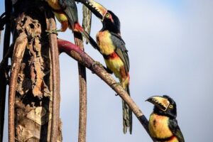 Birdwatching in Sian Ka´an Muyil from Tulum - Shared Group Tour - 6:00 a.m. Muyil: why this tour works for real birding