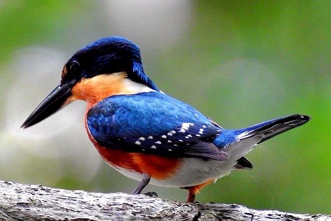 Birdwatching in Sian Ka´an Muyil from Tulum - Shared Group Tour - Breakfast and coffee/tea: the small comforts that keep birding fun