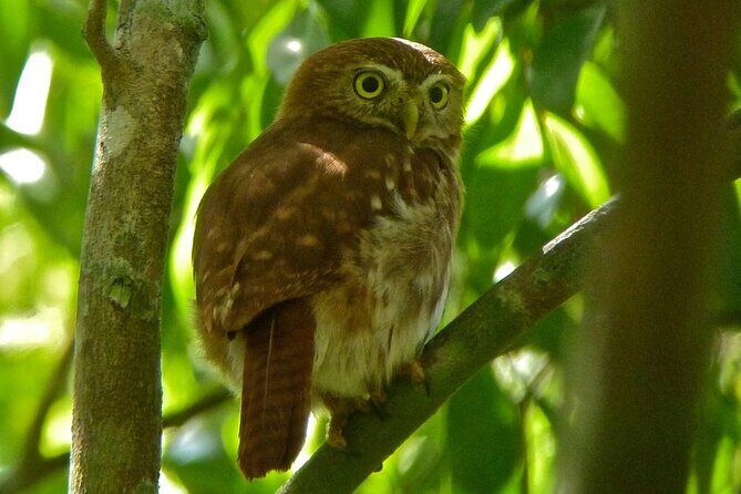 Birdwatching in Sian Ka´an Muyil from Tulum - Shared Group Tour - Price and logistics: what $119 buys you (and what it doesn’t)