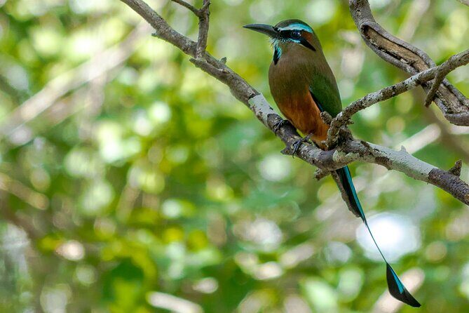 Birdwatching in Sian Ka´an Muyil from Tulum - Shared Group Tour - The guide factor: how Miguel and José Paz make species feel reachable