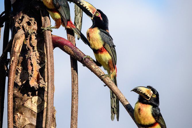 Birdwatching in Sian Ka´an Muyil from Tulum - Shared Group Tour - 6:00 a.m. Muyil: why this tour works for real birding
