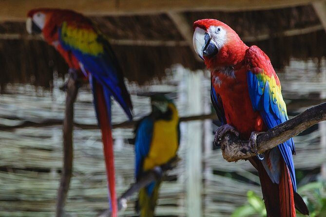 Cancun Extreme Zipline Canopy Tour - Cenote Swim: Cool Down Time That Actually Feels Worth It