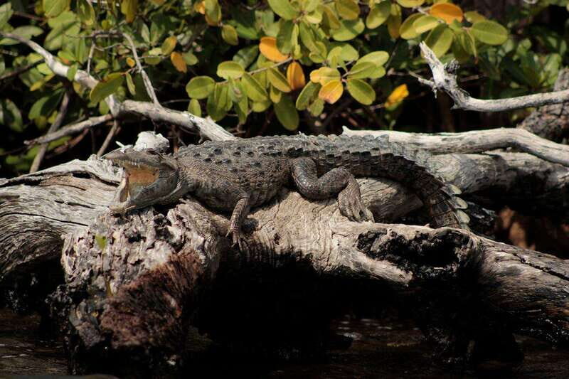 Cancun: Jungle Tour Adventure with Speedboat and Snorkeling - Punta Nizuc snorkeling in one focused hour