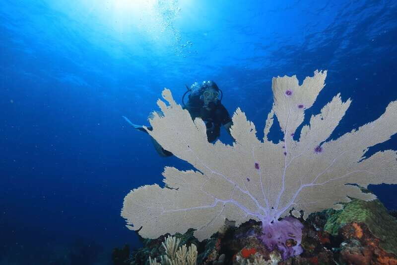 Cancun: Scuba Diving for Beginners, 2 Dives - Health rules and age limits you should take seriously