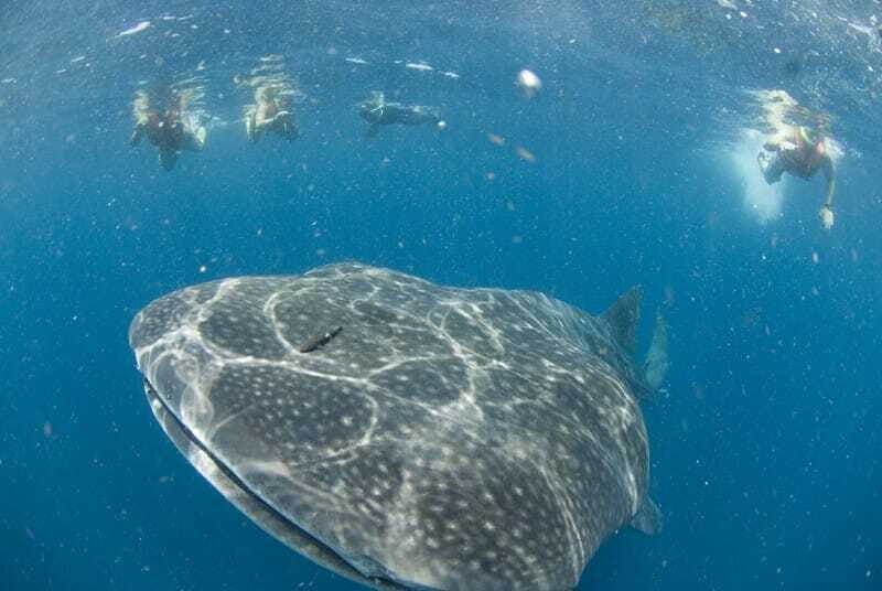 Cancún: Swim with Whale Sharks - Key highlights that make this whale shark swim work