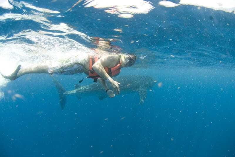 Cancún: Swim with Whale Sharks - Comfort checklist: what to bring (and what to skip)