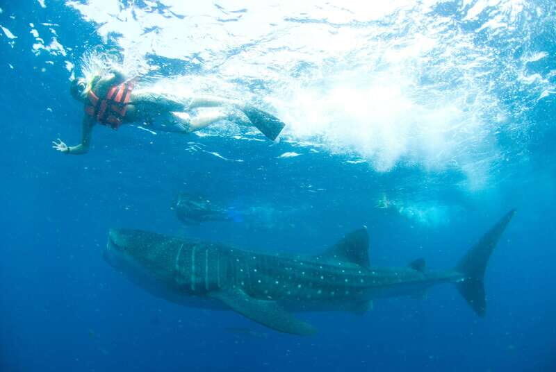 Cancún: Swim with Whale Sharks - EcoColors Cancun Whale Shark Swim: where you go and why it’s special