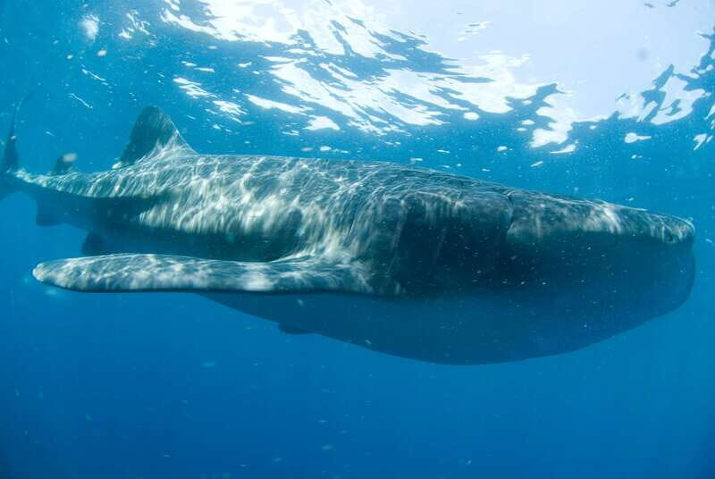 Cancún: Swim with Whale Sharks - The 7-to-7.5 hour plan: how the day moves without feeling rushed
