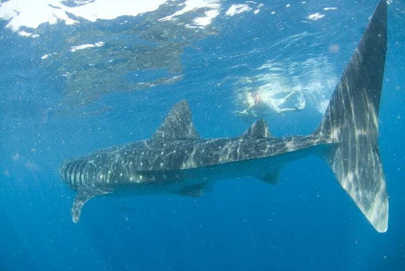 Cancún: Swim with Whale Sharks - The whale shark snorkel: how it feels and what the guides actually manage