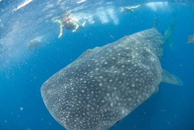 Cancún: Swim with Whale Sharks - Isla Mujeres lunch and break time: the food part you’ll remember