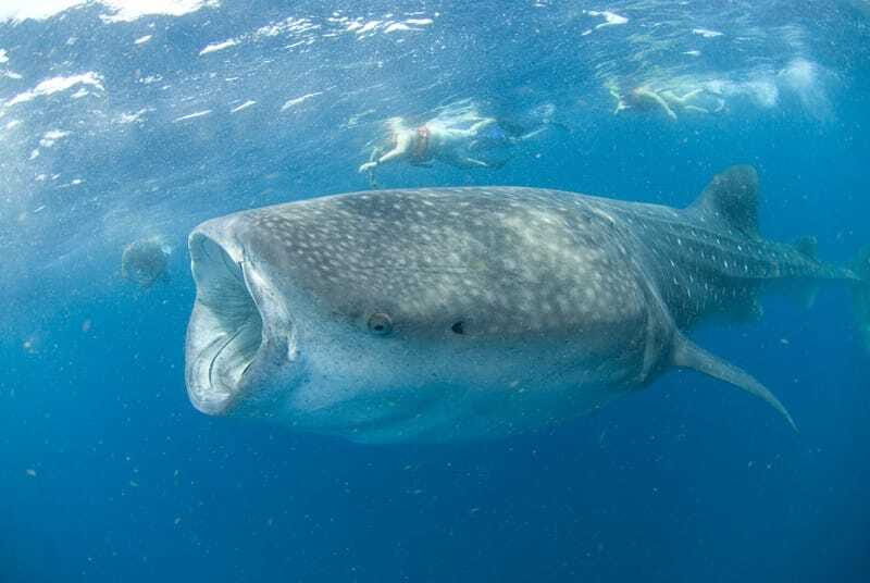 Cancún: Swim with Whale Sharks - Respecting the water: sunscreen limits and the no-touch reality