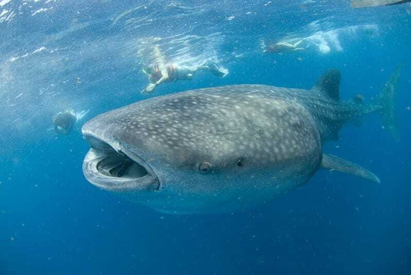 Cancún: Swim with Whale Sharks - Price and value: what $160 buys you (plus one cash add-on)