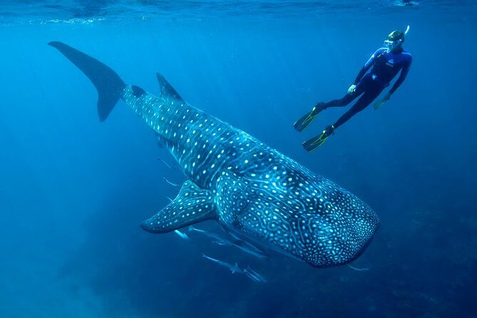 Cancun Whale Shark Encounter - Punta Sam to whale sharks: why this route works
