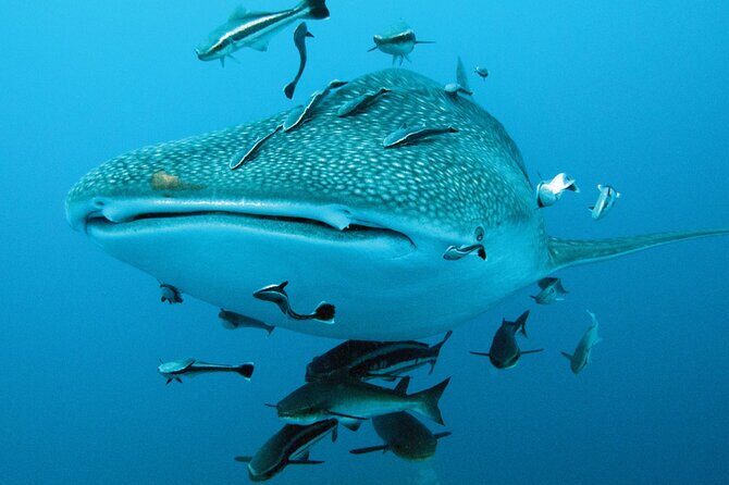 Cancun Whale Shark Encounter - Inclusions that matter (and what they mean for your comfort)