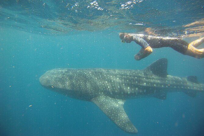 Cancun Whale Shark Encounter - The $20 extra you should budget for