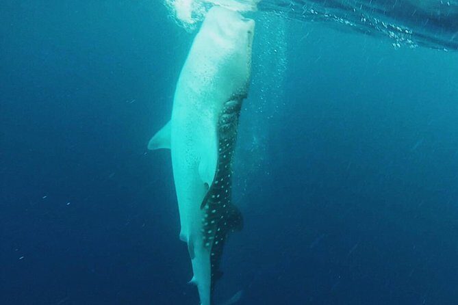 Cancun Whale Shark Encounter - Who this tour fits best